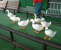 Noboribetsu Bear Park - Duck race