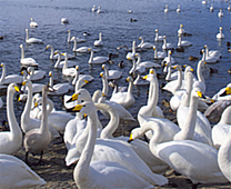 Tokachigawa Hot Spring - Swans