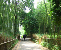 Nonomiya Shrine - Bamboo grove Nonomiya Banboo