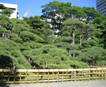 300 year old pine tree - Hamarikyu Gardens
