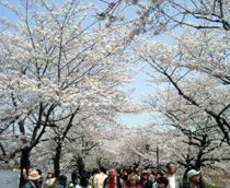Cherry blossom - Ueno Park