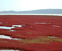 能取湖 - 深红色珊瑚草布满广大湖面景色