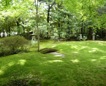 野宫神社 - 绿色地毯般的青苔庭园