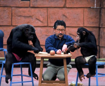 黑猩猩的动物学习发表会-伊豆仙人掌公园